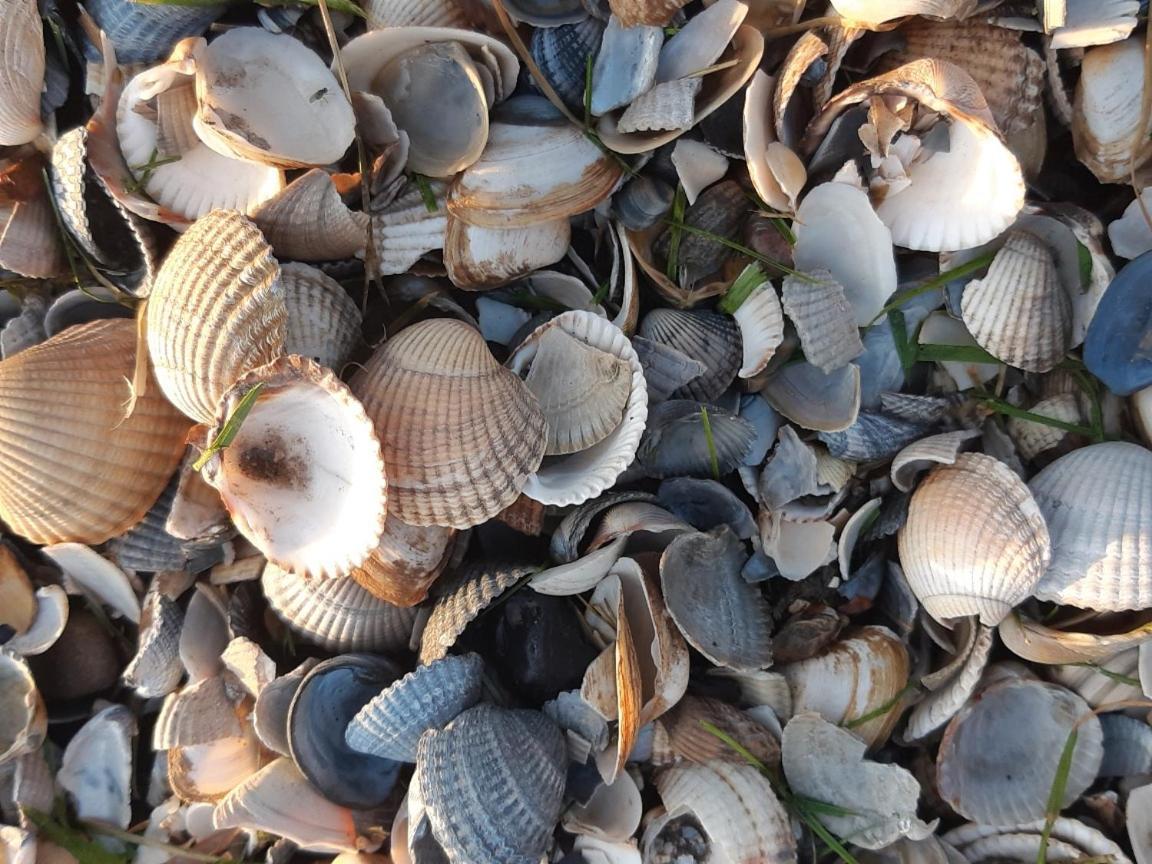 Waddenfestijn Villa Paesens Luaran gambar